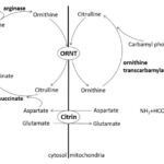 Vàng da ứ mật do thiếu Citrin ở trẻ
