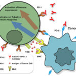 xet_nghiem_pd-l1-1